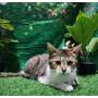 GALE - Domestic Shorthair available for adoption