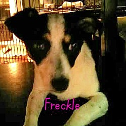 Thumbnail photo of Freckle #2