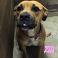 Photo of Zia