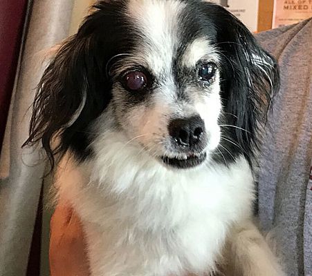 Fort Leavenworth Ks Lhasa Apso Meet Drifter A Pet For Adoption