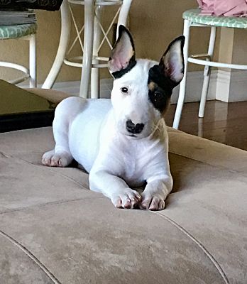 Newport Beach CA Bull Terrier. Meet Liberty a Pet for Adoption
