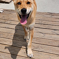 adopt a pet