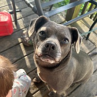 adopt a pet