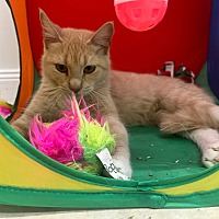 adopt a pet
