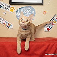 adopt a pet