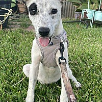 adopt a pet