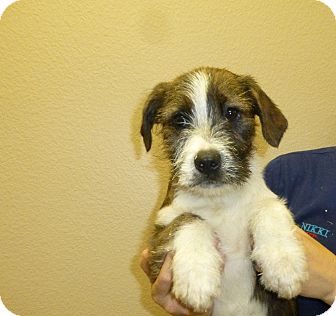 Oviedo Fl Schnauzer Miniature Meet Mooch A Pet For Adoption