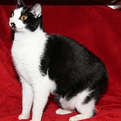 Thumbnail photo of Brian (Neutered/Declawed)-New #2