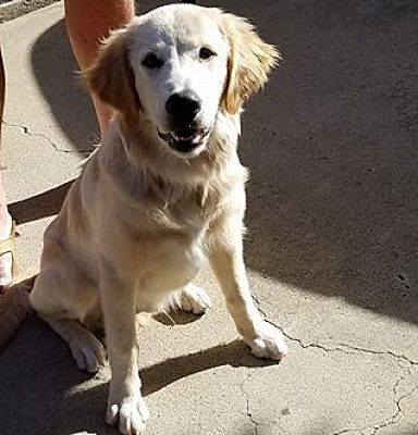 San Diego Ca Golden Retriever Meet Wesley A Pet For Adoption