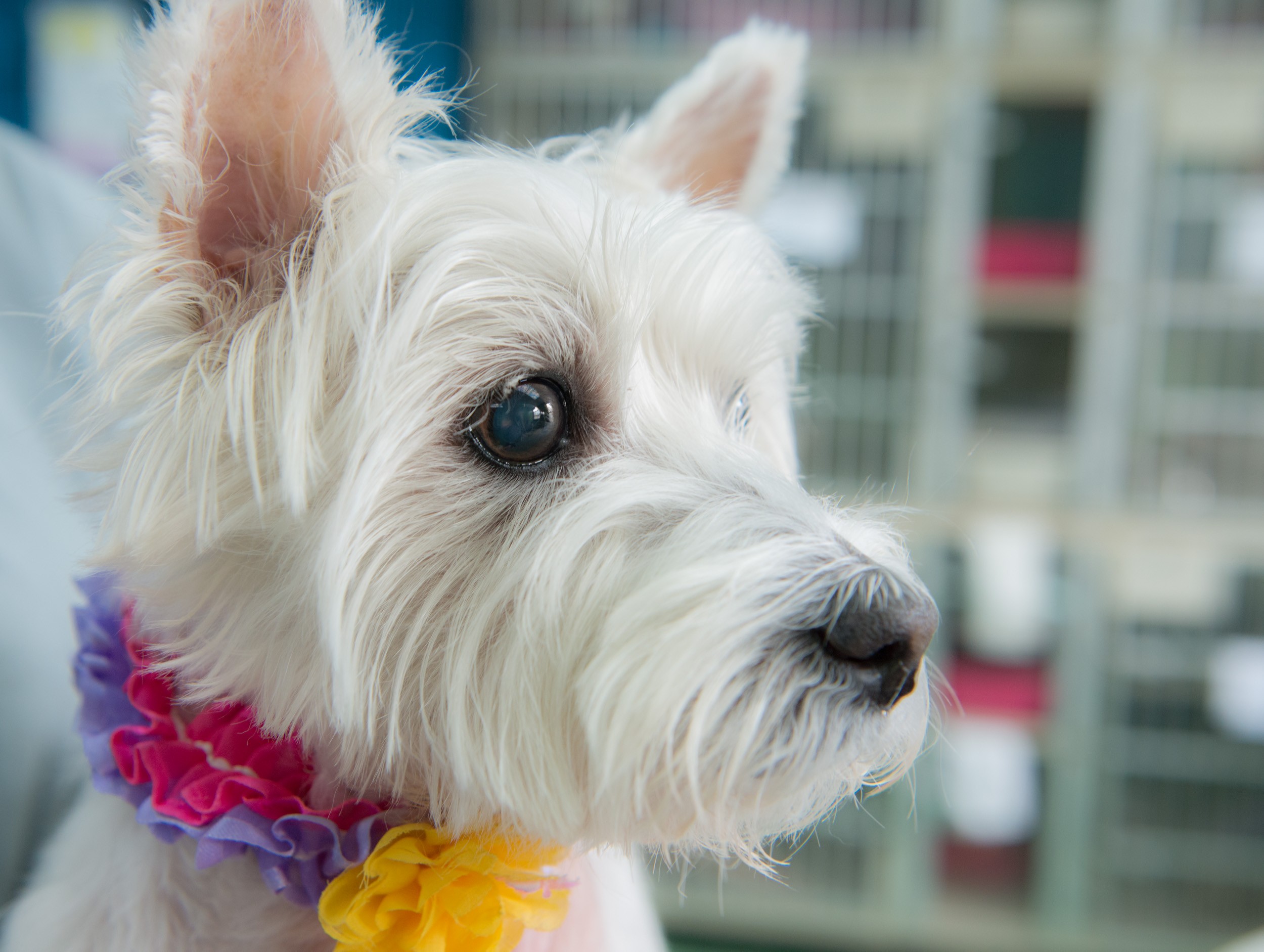 New York Ny Westie West Highland White Terrier Meet Mia A Pet For Adoption