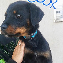 Thumbnail photo of Rottweiler puppies #2