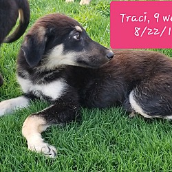 Thumbnail photo of Traci ❤ ADOPTED! #4