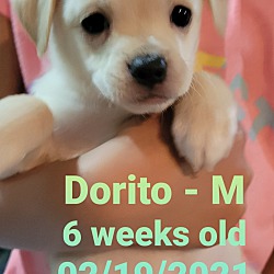 Thumbnail photo of Dorito #1