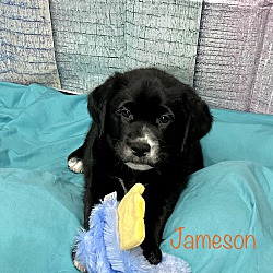 Photo of Jameson