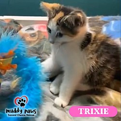 Photo of Trixie (Courtesy Post)