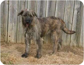 irish wolfhound cane corso mix