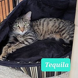 Thumbnail photo of Tequila #3