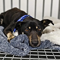 adopt-pet