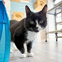 adopt a pet