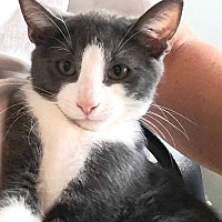adopt a pet