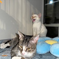adopt a pet