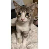 adopt-pet