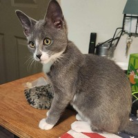 adopt a pet