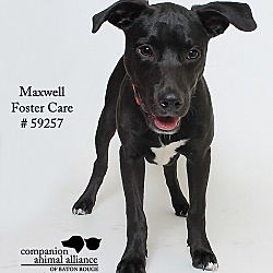 Thumbnail photo of Maxwell (Foster) #3