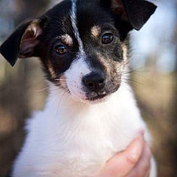 Thumbnail photo of Cooper ~ADOPTED! #1