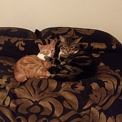 bonded pet photo