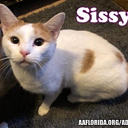 Thumbnail photo of Sissy #1