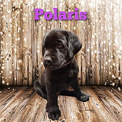 Photo of Polaris