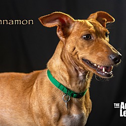 Thumbnail photo of Cinnamon #4