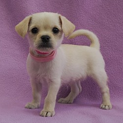 Photo of COCO