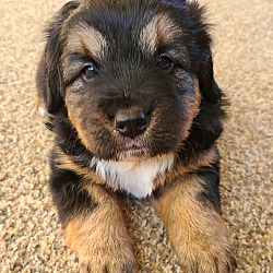 Thumbnail photo of Fluffy- Bernese Mtn mix puppy #1