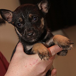 Thumbnail photo of Nani (In Foster to Adopt) #2