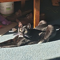 adopt a pet
