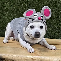 adopt a pet
