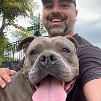 adopt a pet