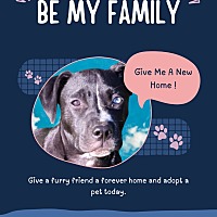 adopt a pet