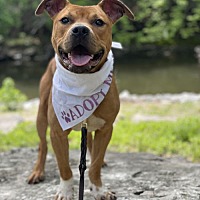 adopt a pet