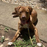 adopt a pet