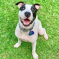 adopt a pet