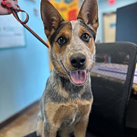 adopt a pet