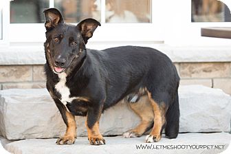 german basset hound