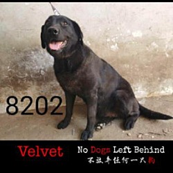Thumbnail photo of Velvet 8202 #2