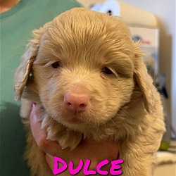 Photo of DULCE