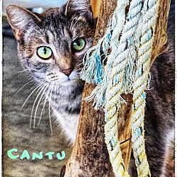 Thumbnail photo of Cantu #1