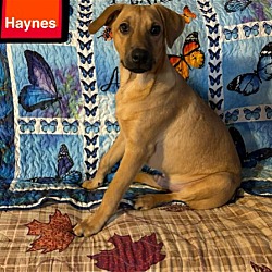 Photo of (pending) Haynes - 5 Month old male - AVL 2/3