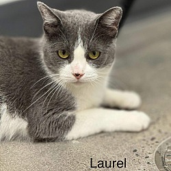 Thumbnail photo of Laurel #1